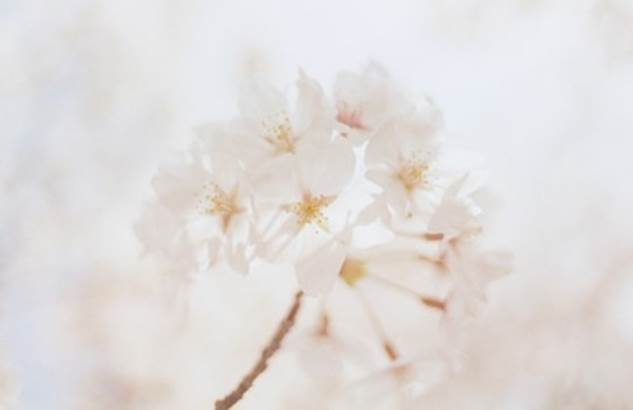 Close-up of a white flower

Description automatically generated